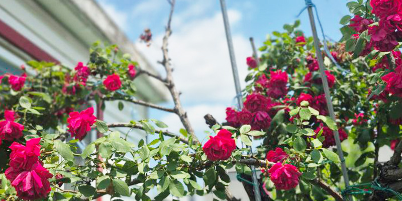 seoulstay_rooms_rooftop_01