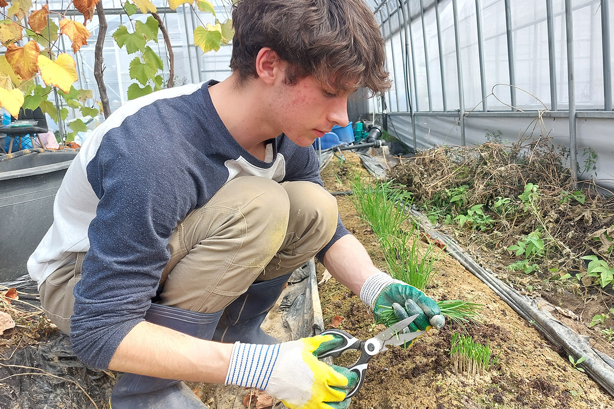 Farming Experience at a Local Organic Greenhouse