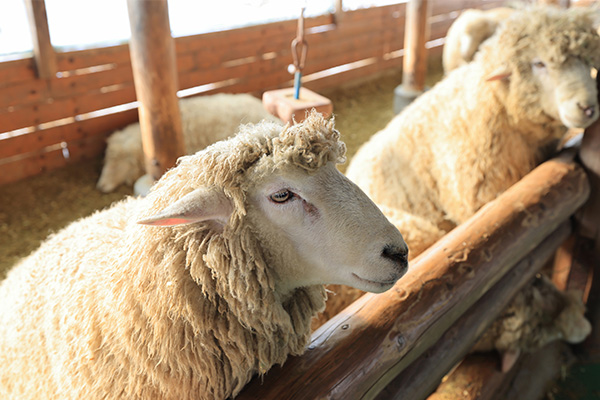 seoulstay_tours_Gangwon State_tour_75