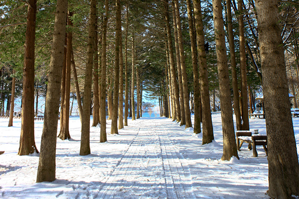 seoulstay_tours_Nami Island_tour_69