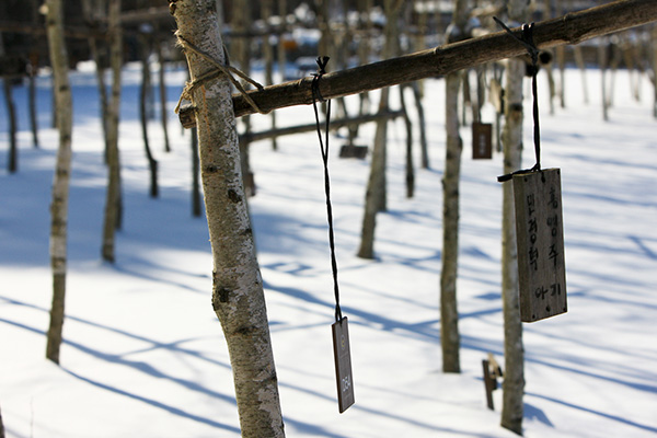 seoulstay_tours_Nami Island_tour_70
